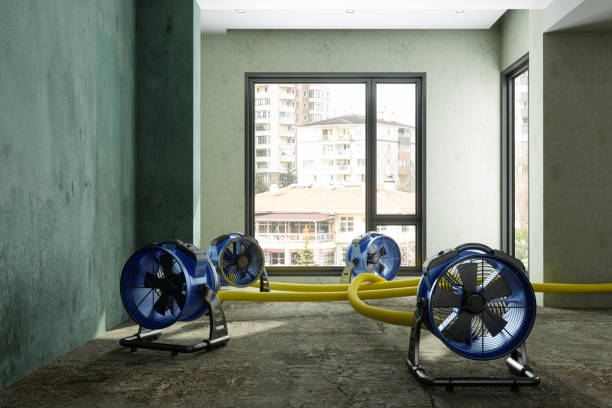 Best Professional water damage repair  in Mount Shasta, CA